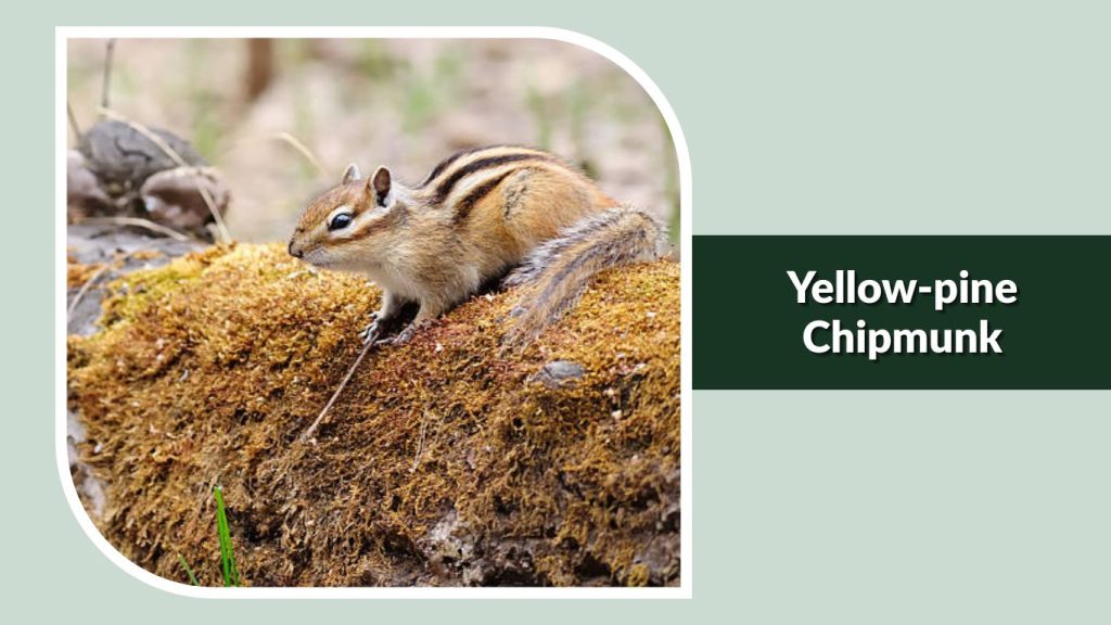  Yellow-pine Chipmunk