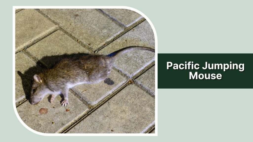 Pacific Jumping Mouse
