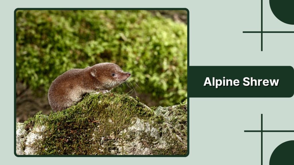 Alpine Shrew