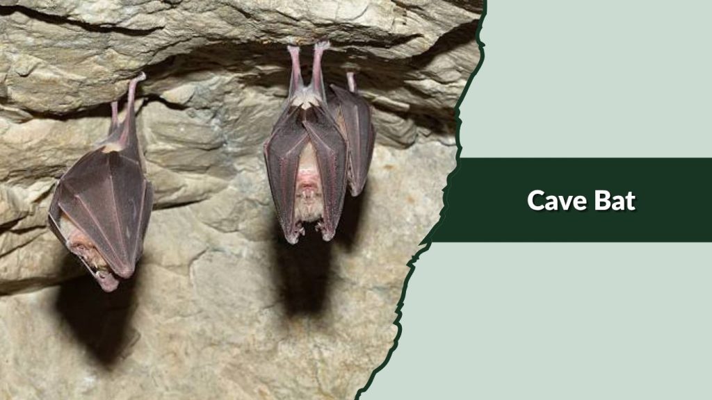 Cave Bat