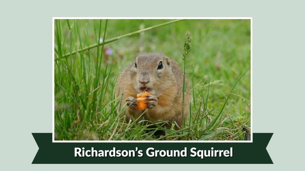 Richardson’s Ground Squirrel