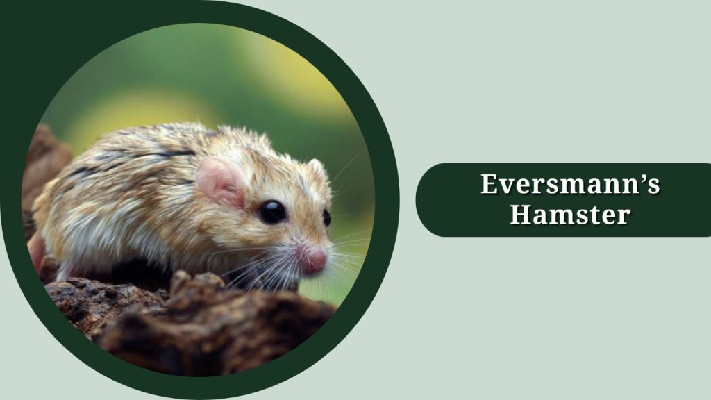 Eversmann’s Hamster