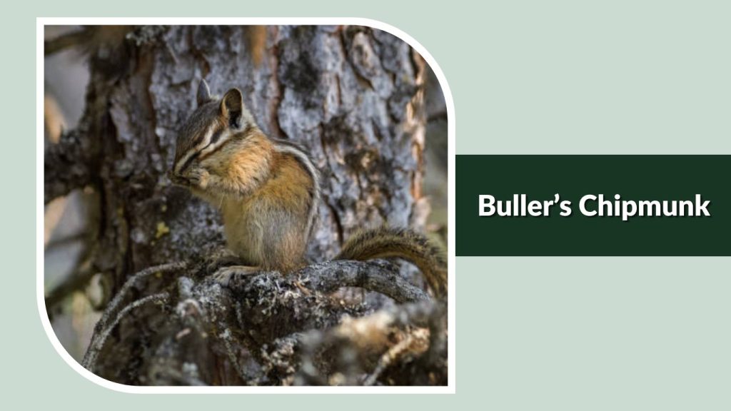  Buller’s Chipmunk