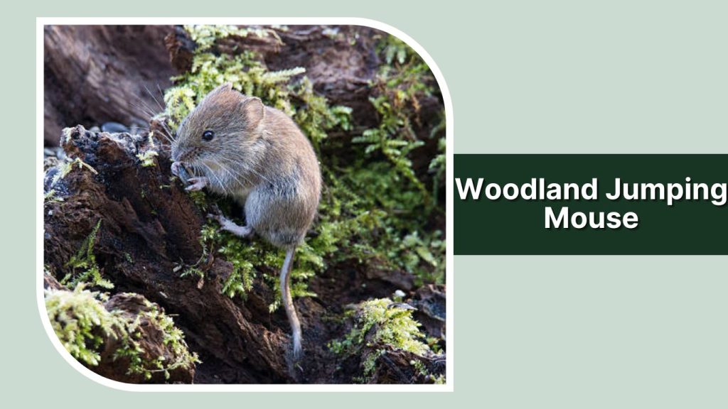 Woodland Jumping Mouse