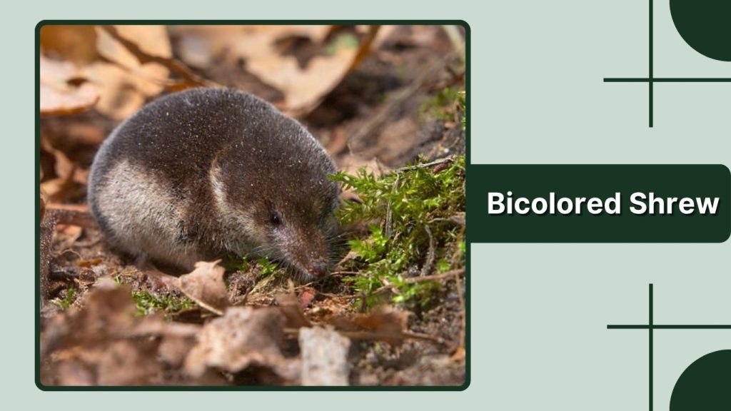 Bicolored Shrew