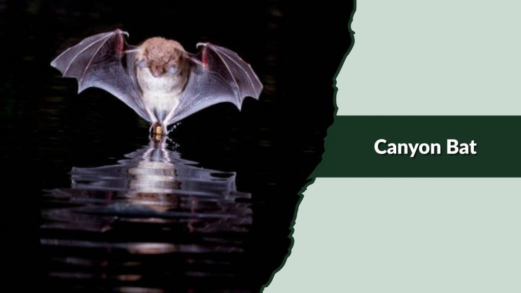 Canyon Bat