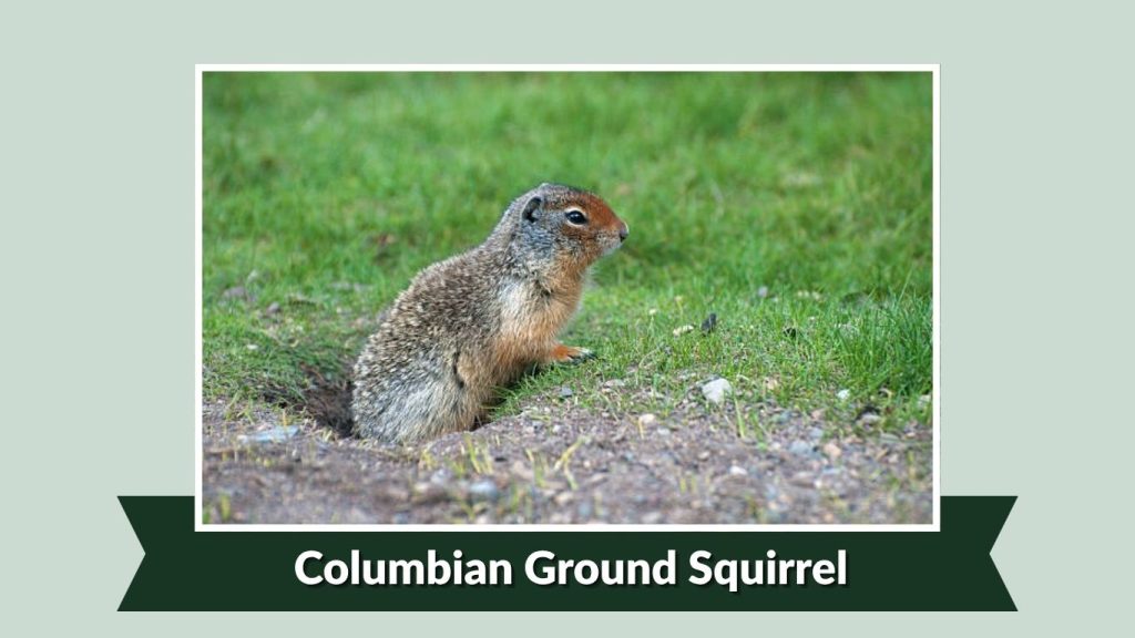 Columbian Ground Squirrel