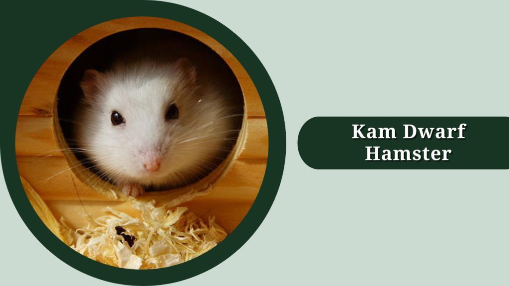 Kam Dwarf Hamster