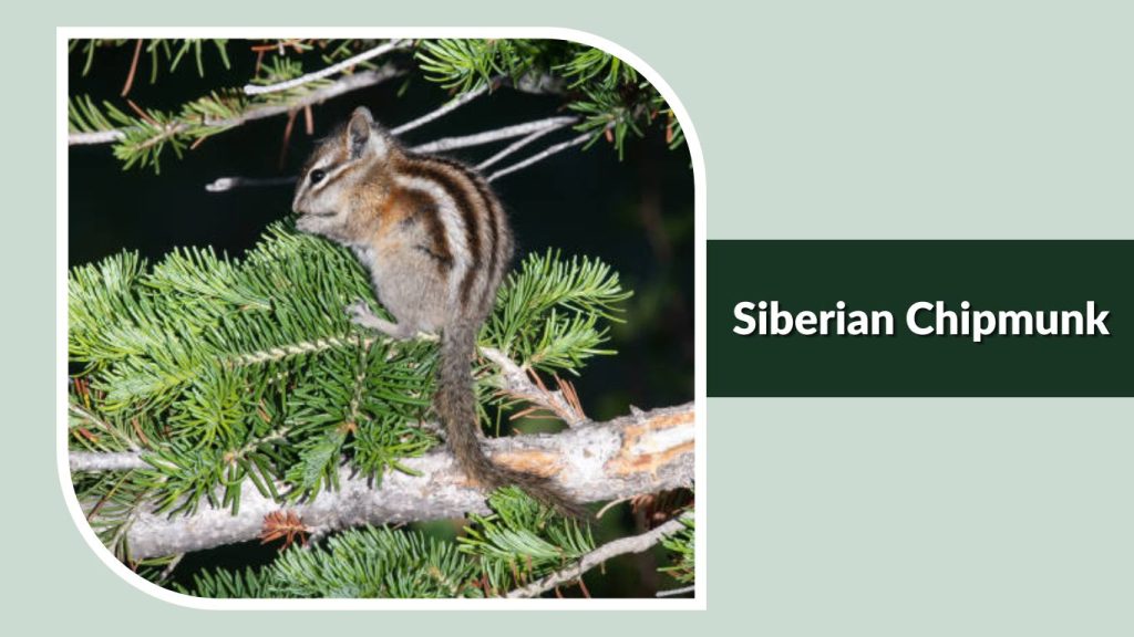 Siberian Chipmunk