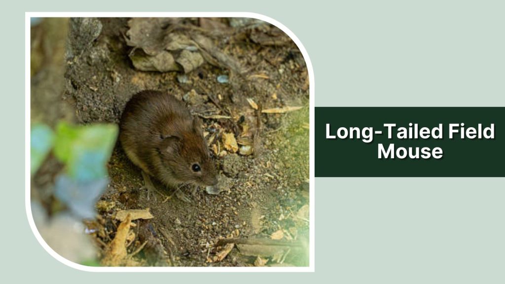 Long-Tailed Field Mouse