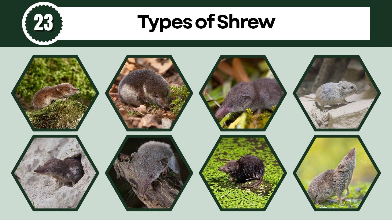 23 Types of Shrew: Small Animal Species Identification