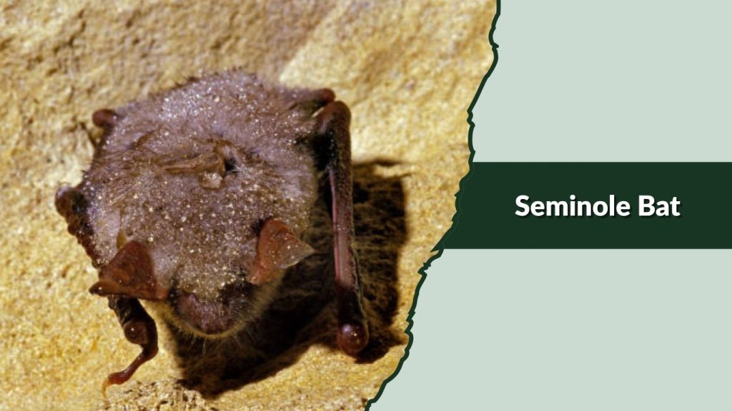 Seminole Bat