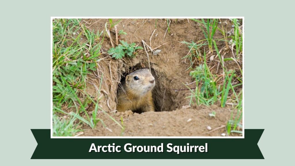  Arctic Ground Squirrel