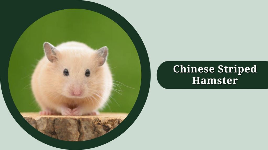 Chinese Striped Hamster