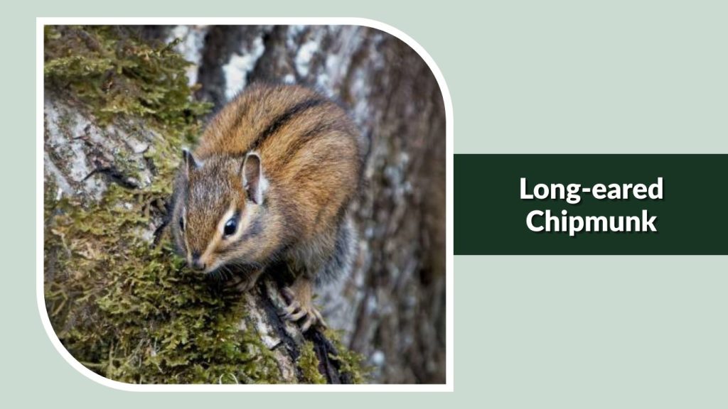 Long-eared Chipmunk