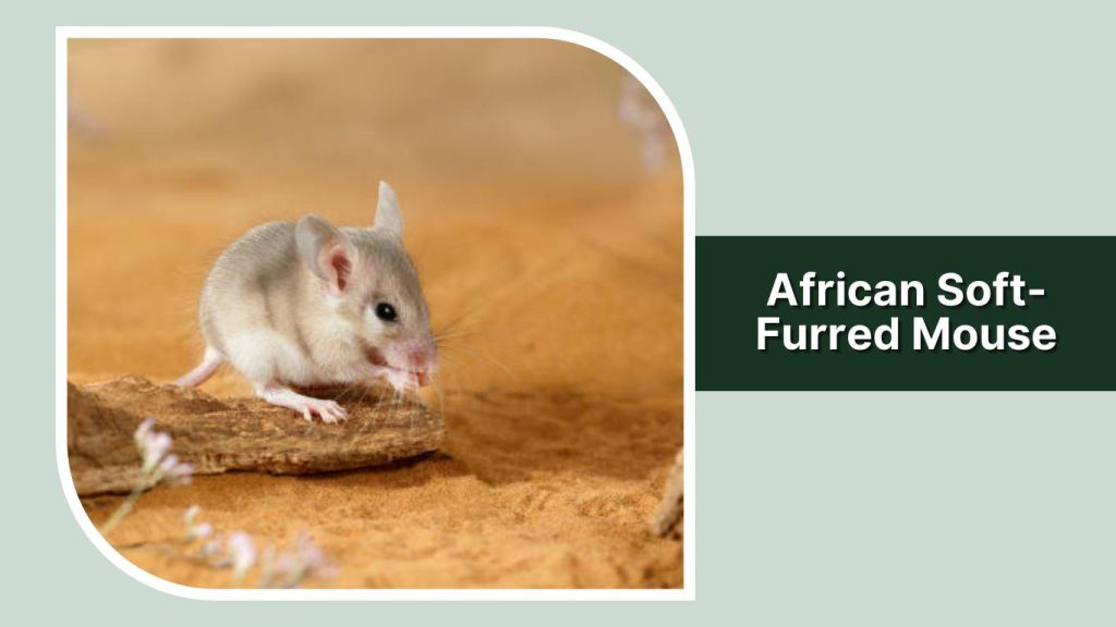 African Soft-Furred Mouse