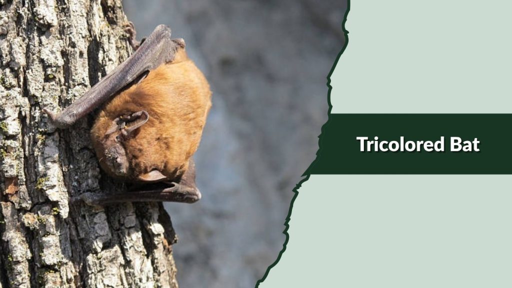  Tricolored Bat