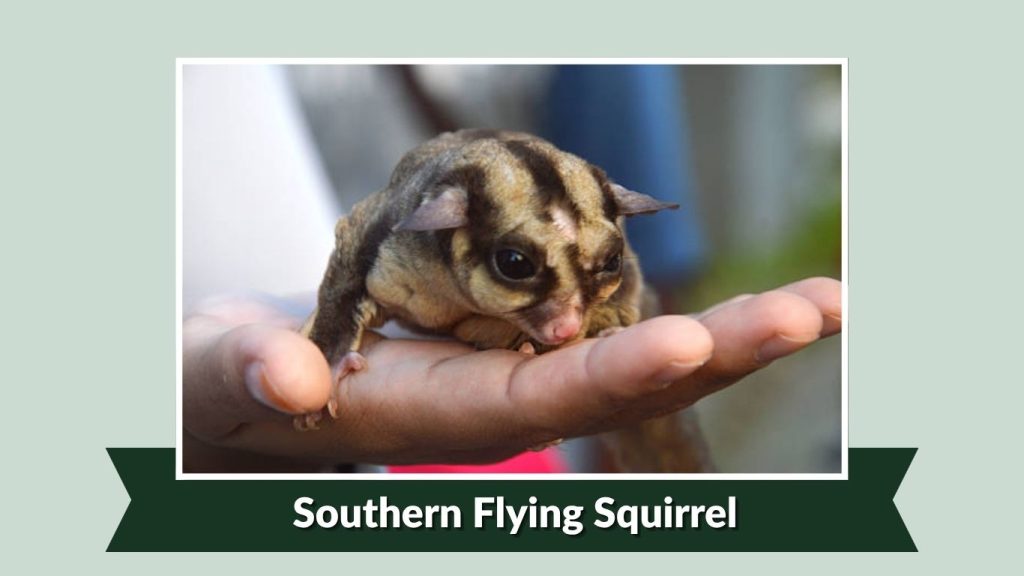 Southern Flying Squirrel