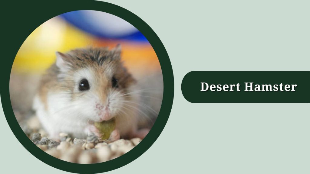 Desert Hamster