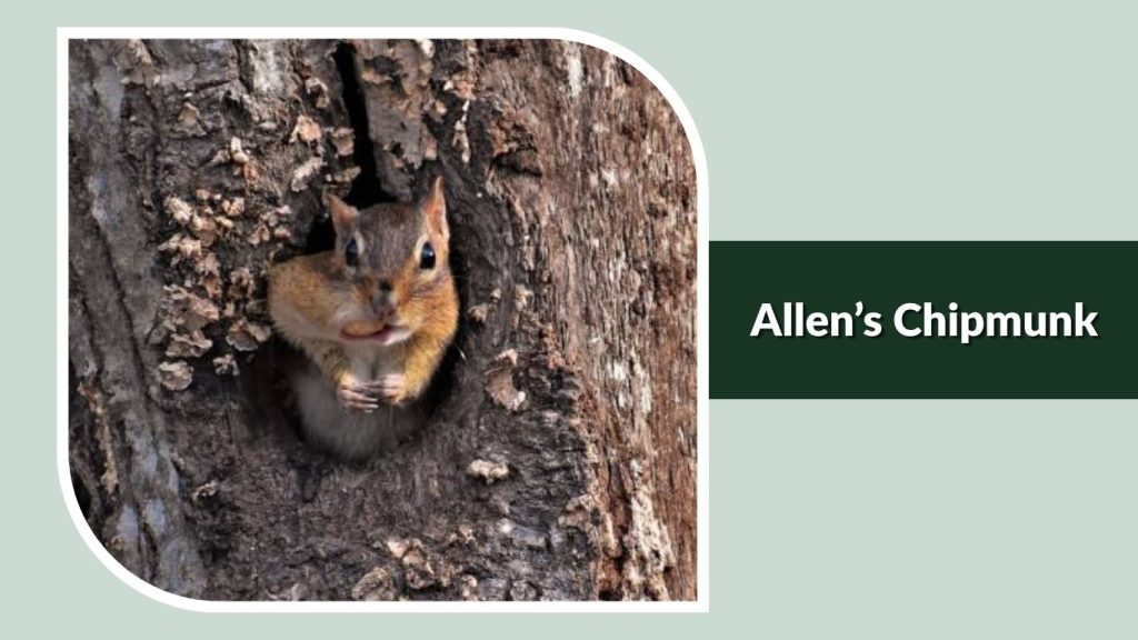 Allen’s Chipmunk