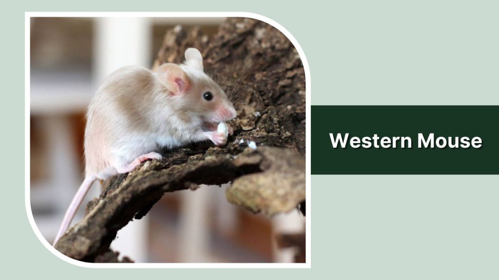 Western Mouse