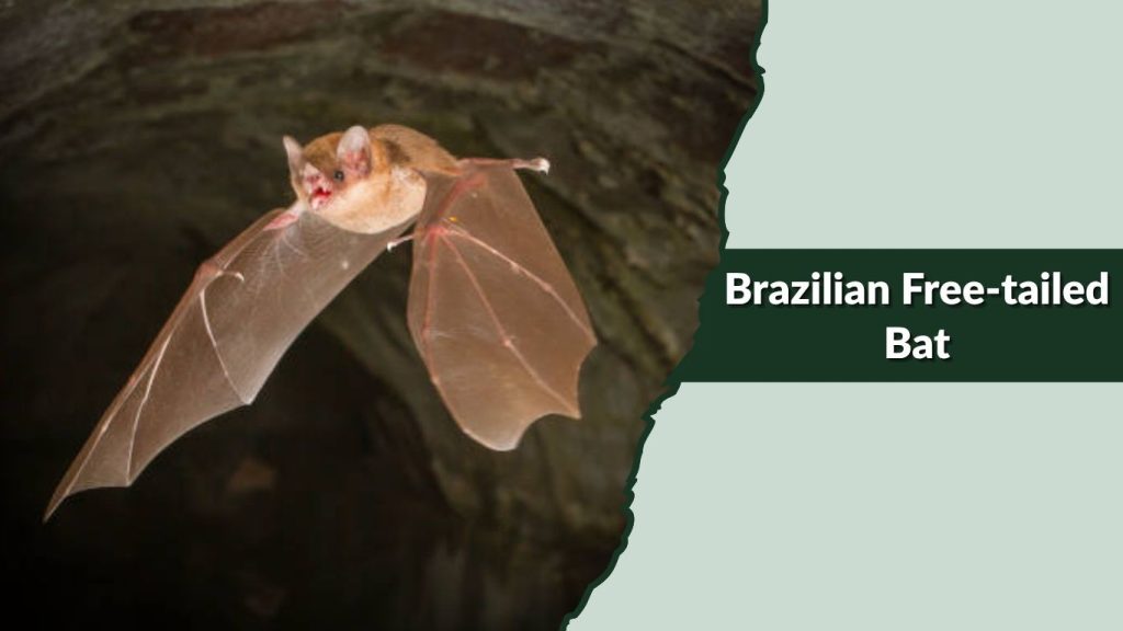 Brazilian Free-tailed Bat