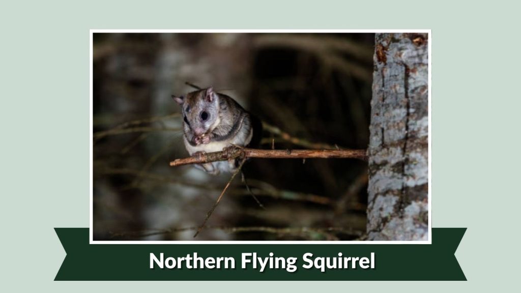 Northern Flying Squirrel