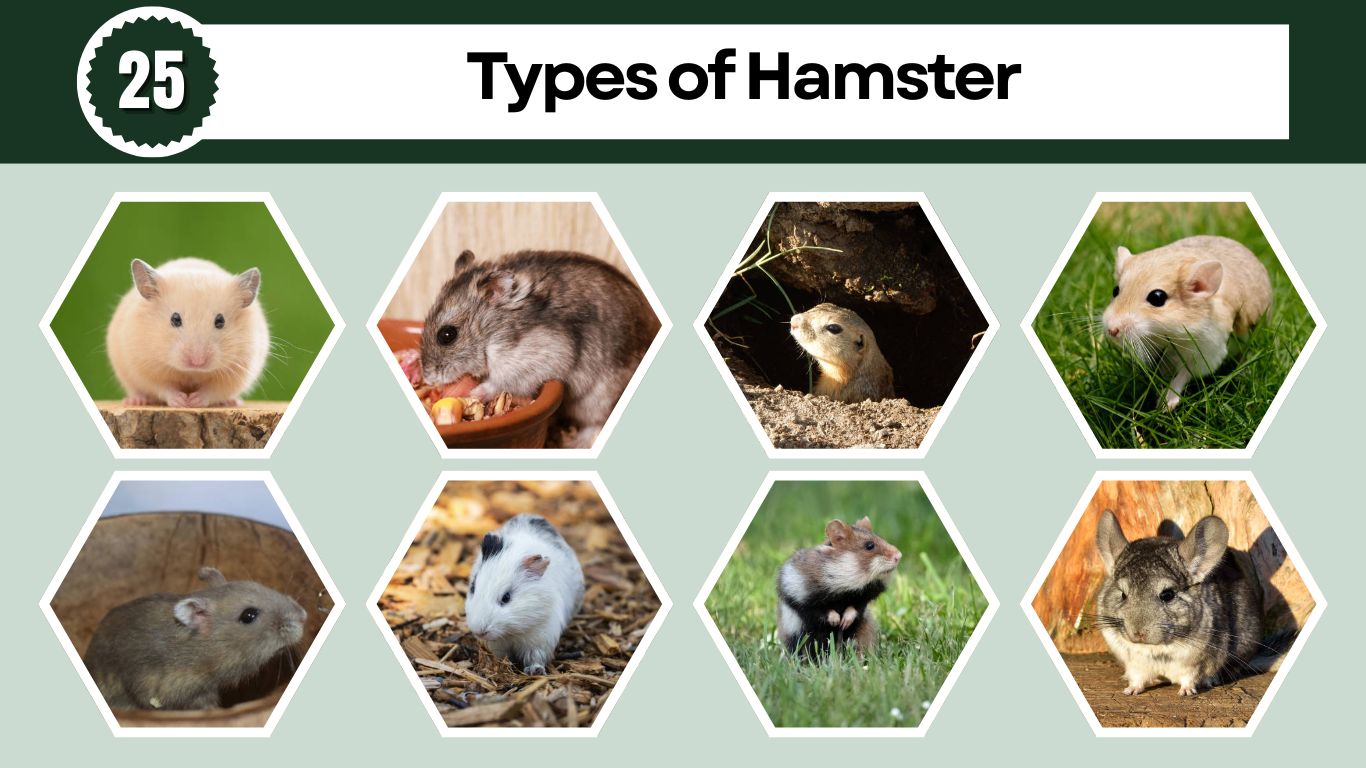25 Types of Hamster: Different Species Identification With Pictures