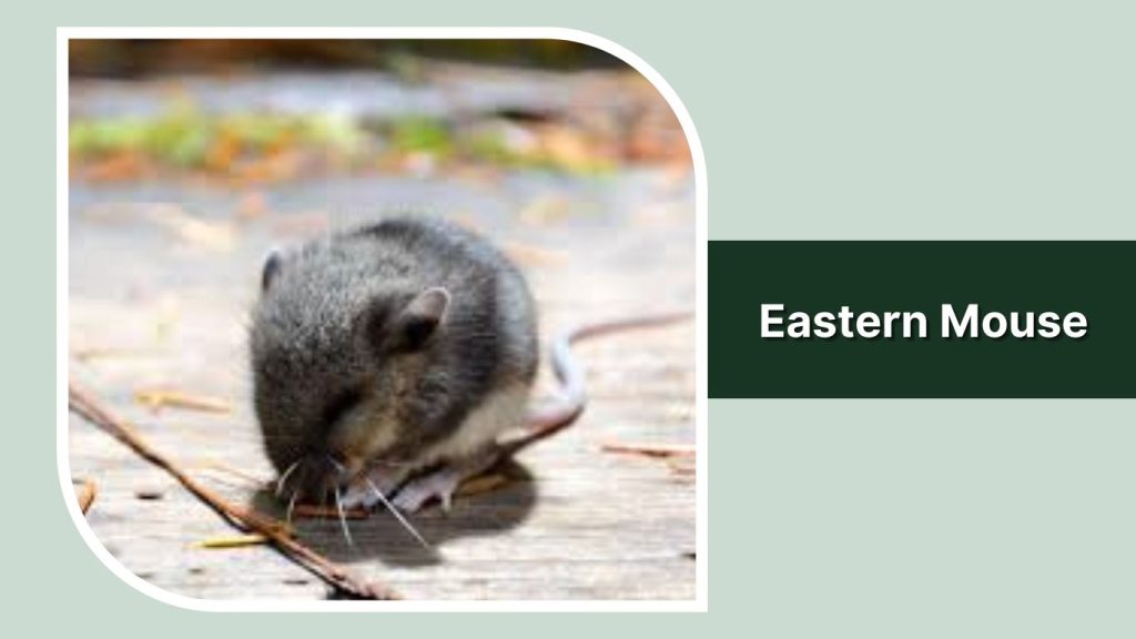  Eastern Mouse