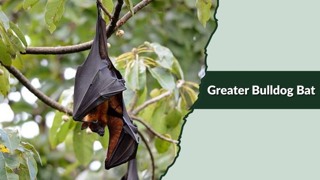 Greater Bulldog Bat