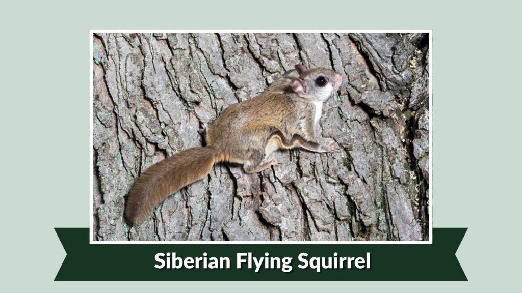 Siberian Flying Squirrel