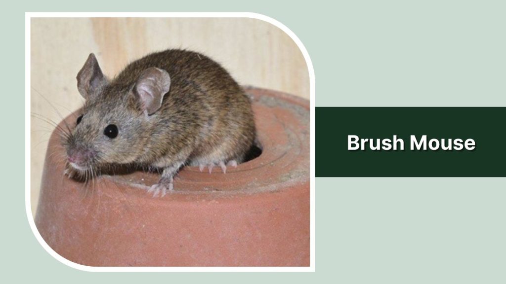  Brush Mouse