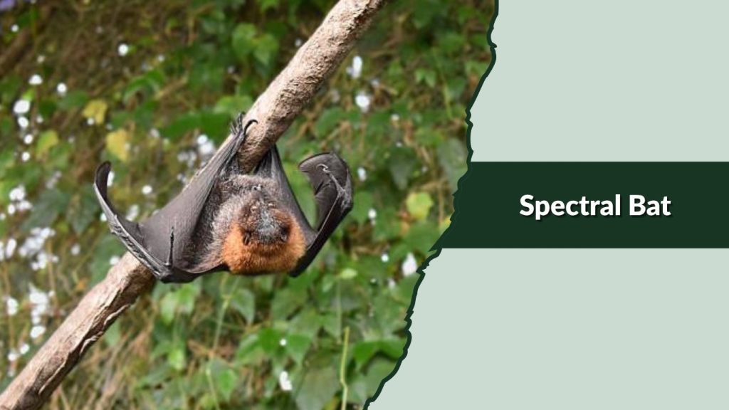 Spectral Bat