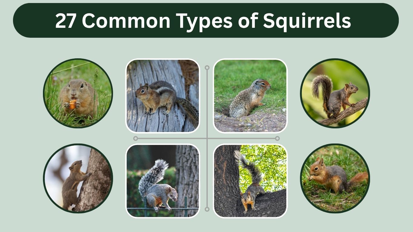 27 Common Types of Squirrels With Pictures