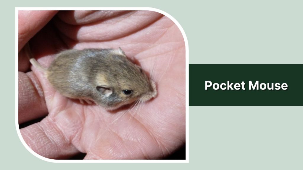 Pocket Mouse