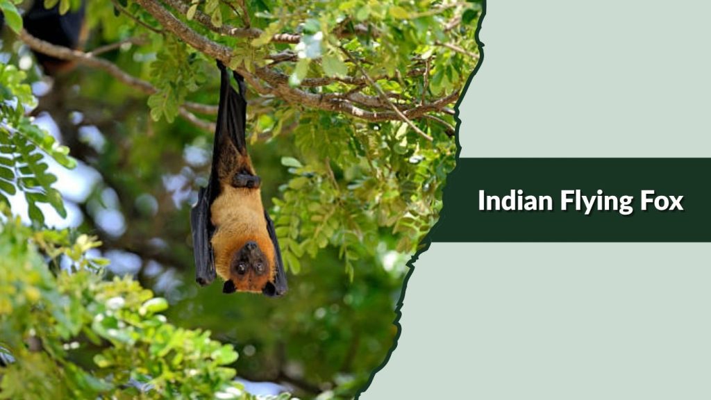  Indian Flying Fox