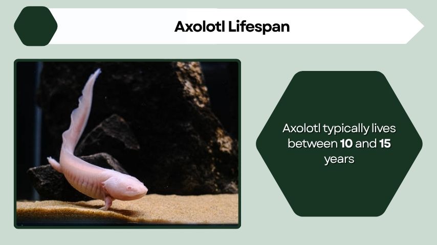 Axolotl Lifespan