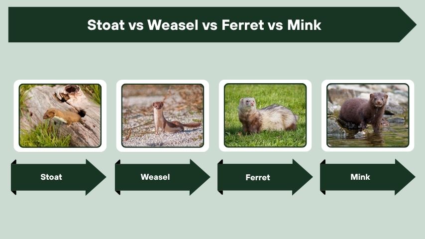 Stoat vs Weasel vs Ferret vs Mink