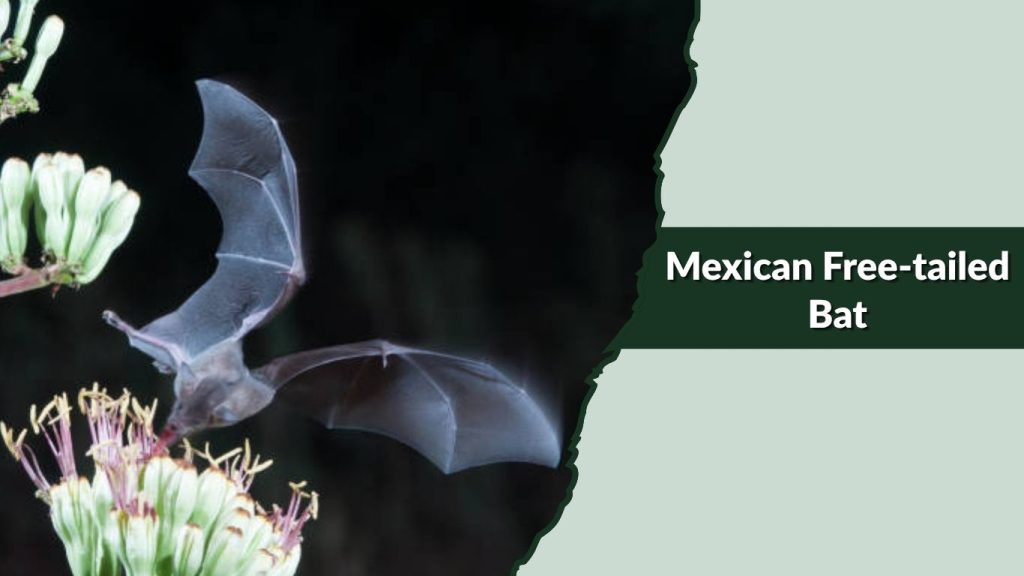  Mexican Free-tailed Bat
