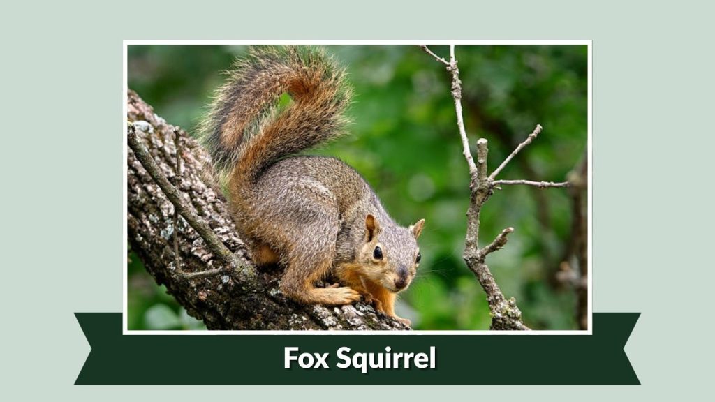 Fox Squirrel