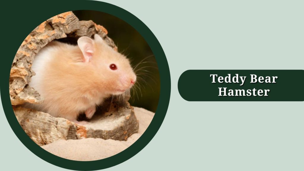 Teddy Bear Hamster