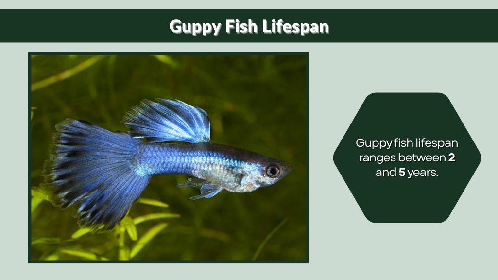 Guppy Fish Lifespan