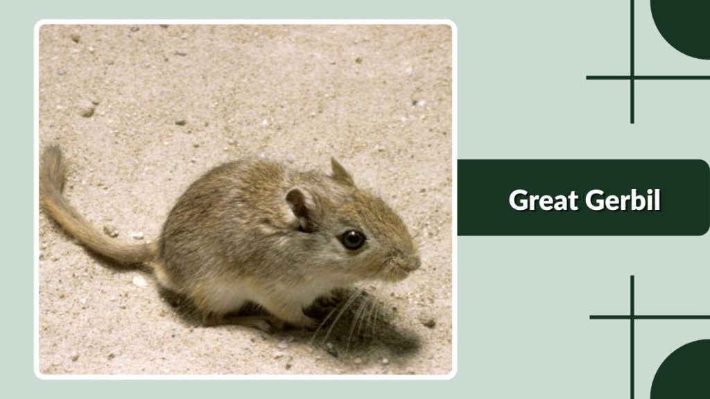 Great Gerbil