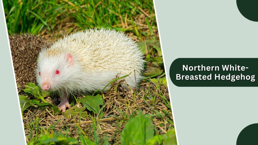 Northern White-Breasted Hedgehog