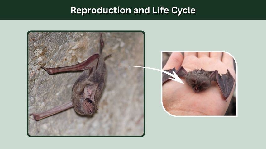 Reproduction and Life Cycle