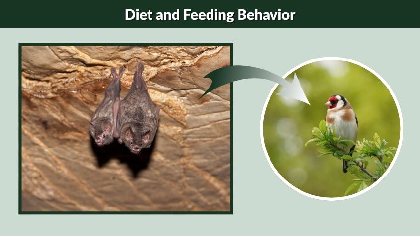Diet and Feeding Behavior