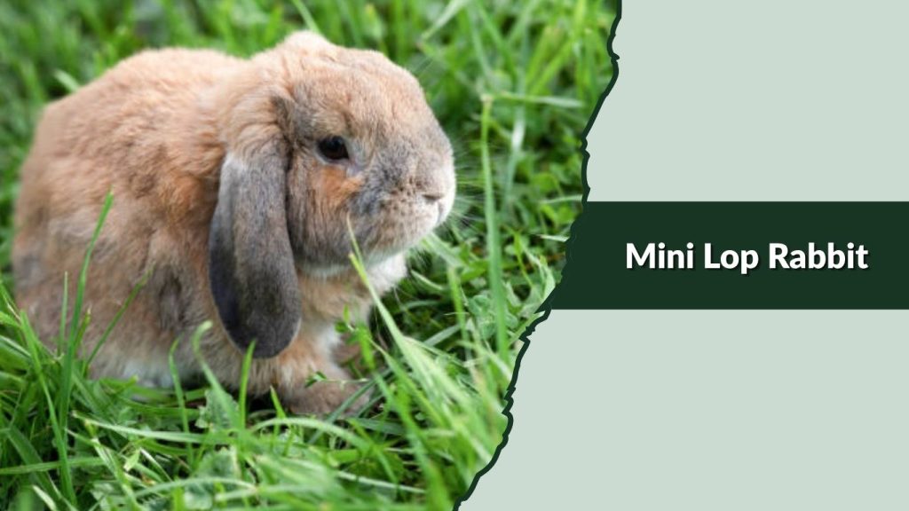 Mini Lop Rabbit