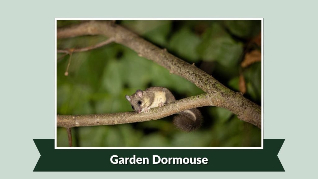 Garden Dormouse
