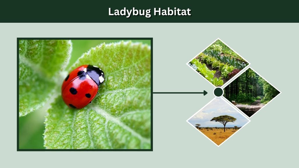 Ladybug Habitat