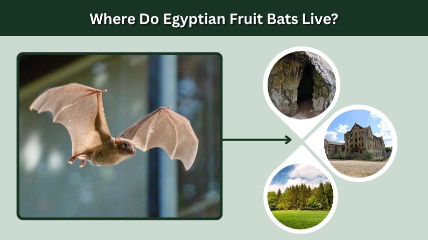 Where Do Egyptian Fruit Bats Live?